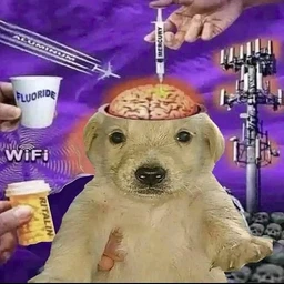 nolyqe