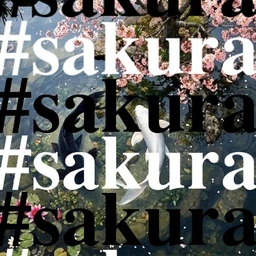 #sakura