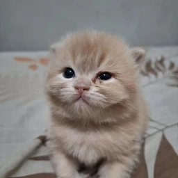 KITKAT