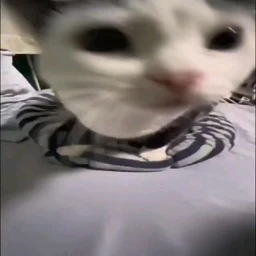 cats +@popcontrol