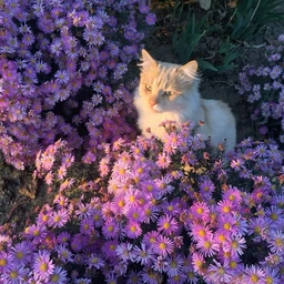 dreamy