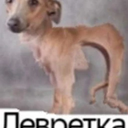 отрицательный градус