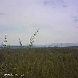жарил шашлык