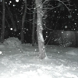 zloy