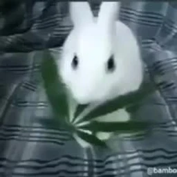 isolation rage