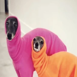 looks maxing bleood type beat